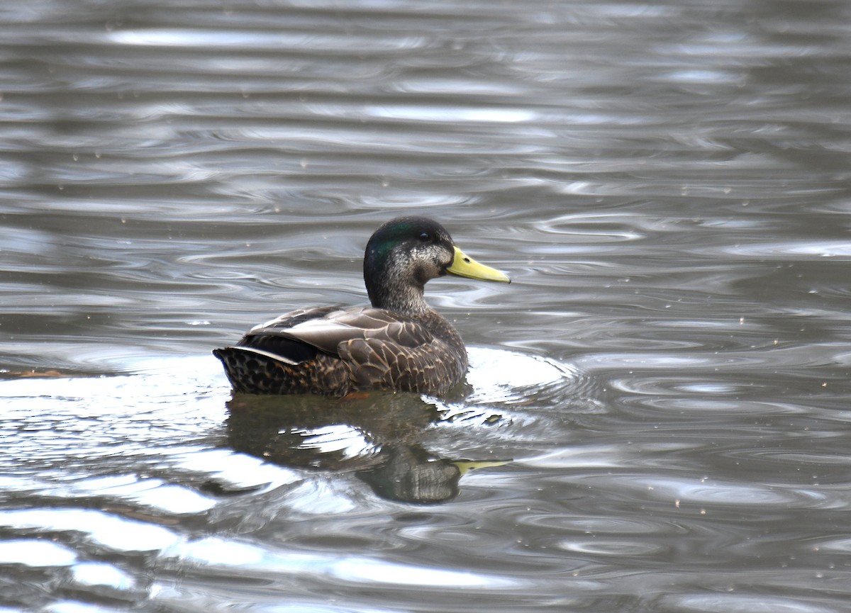 Mallard x American Black Duck (hybrid) - ML616547411