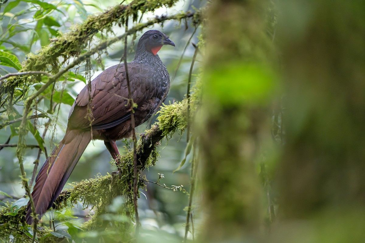 Cauca Guan - Daniel López-Velasco | Ornis Birding Expeditions