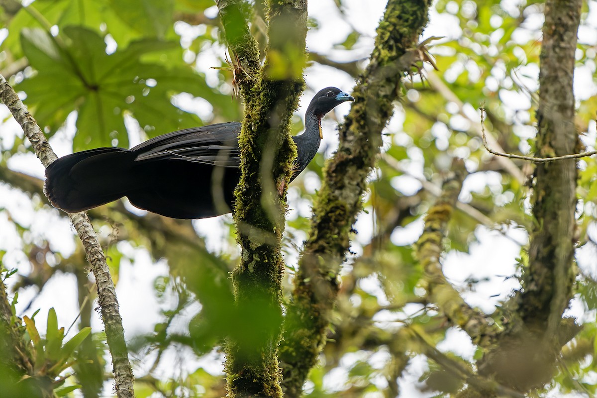 Wattled Guan - Daniel López-Velasco | Ornis Birding Expeditions