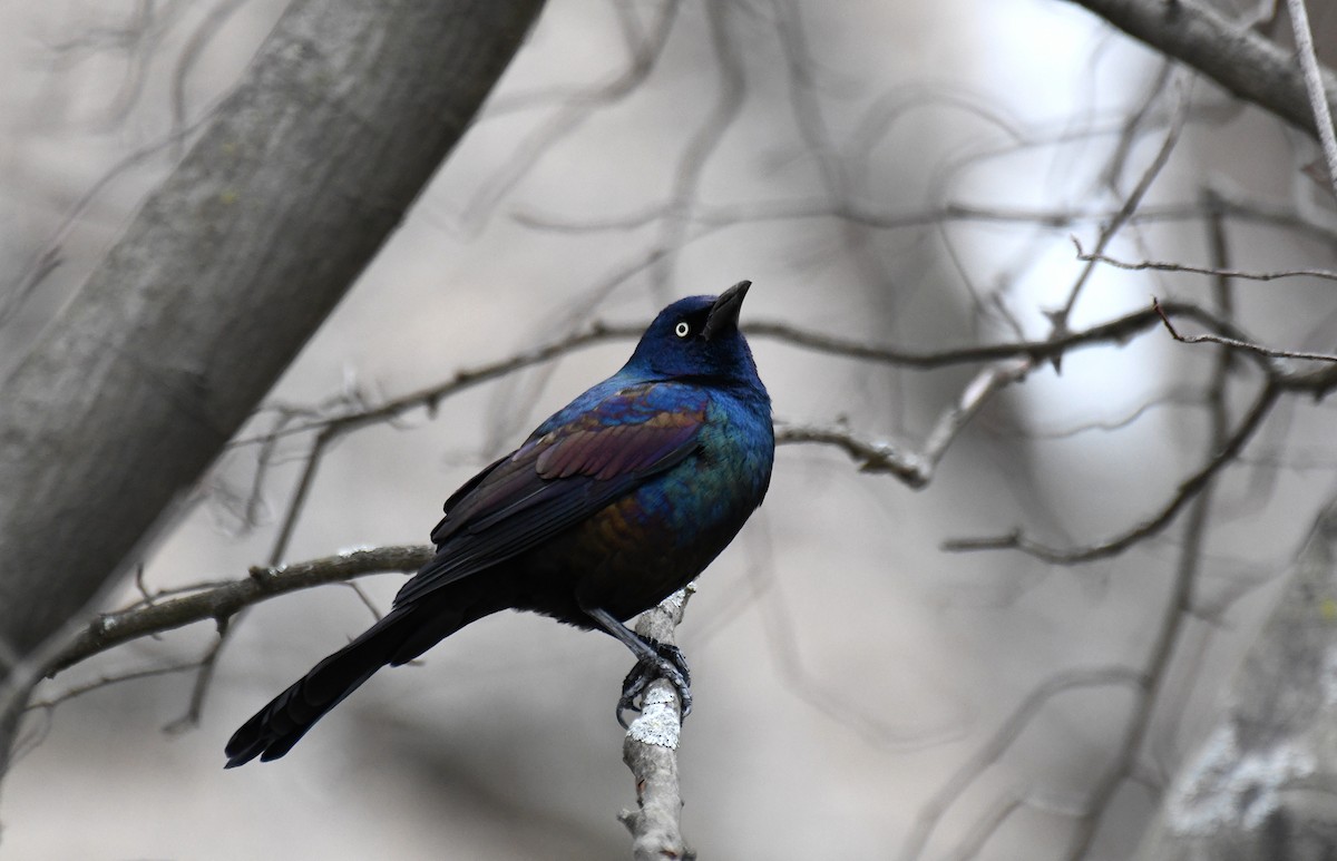 Common Grackle - ML616547450