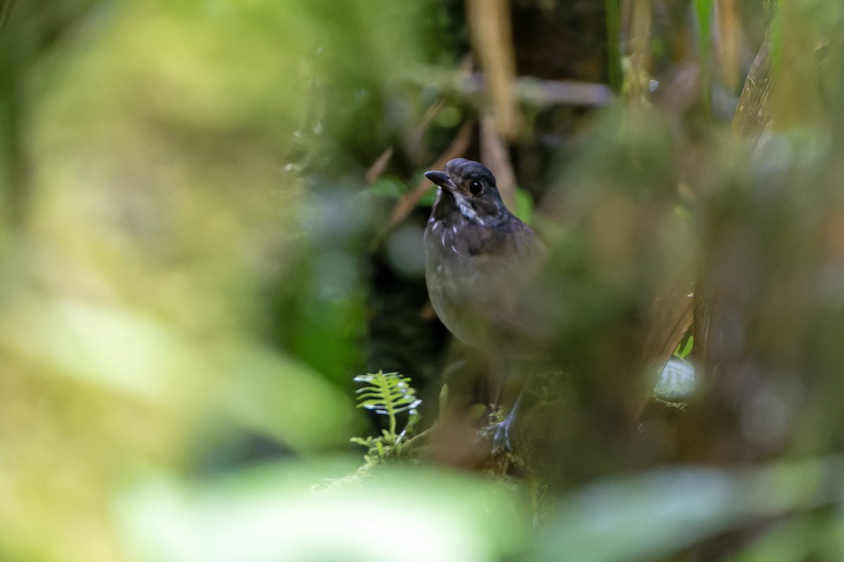 Moustached Antpitta - Daniel López-Velasco | Ornis Birding Expeditions