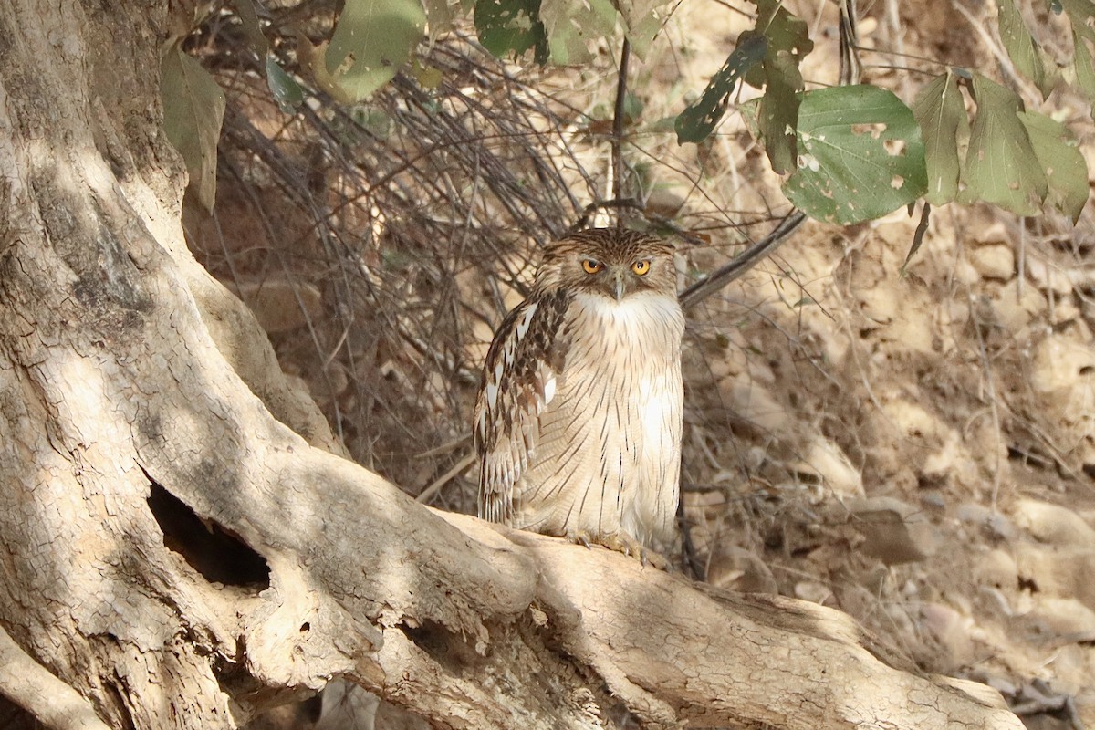 Brown Fish-Owl - ML616547474