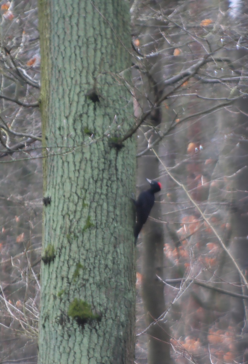 Black Woodpecker - ML616547482