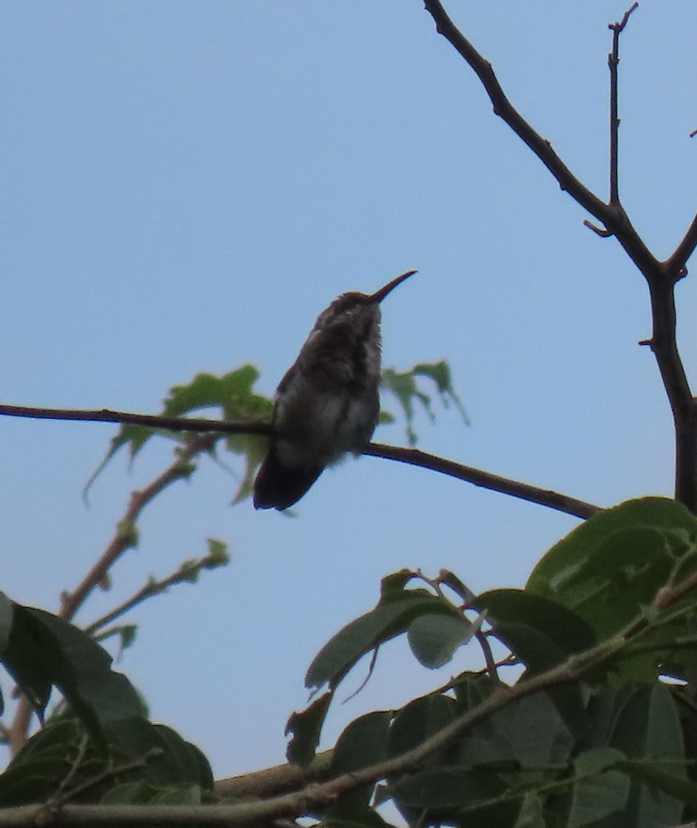 kolibřík zelenohrdlý - ML616547515
