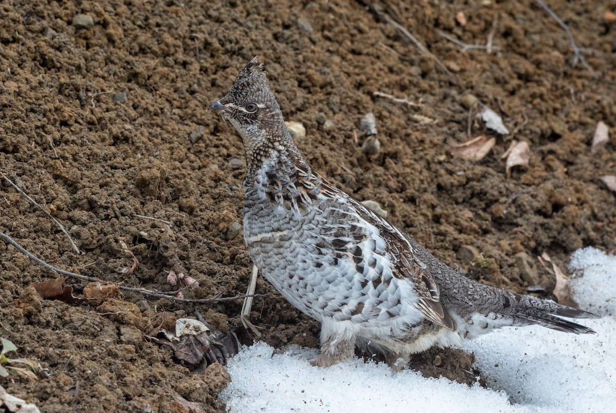 Ruffed Grouse - ML616547519