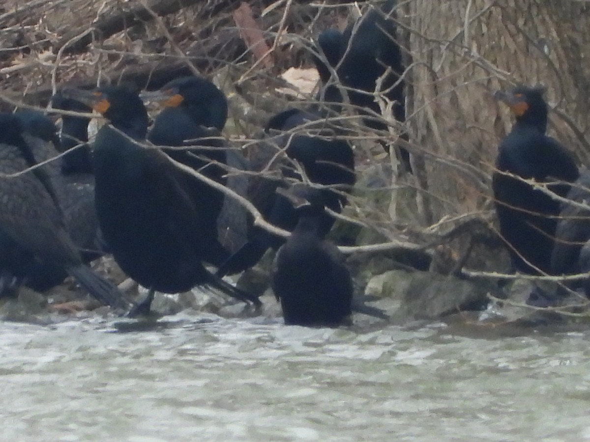 Neotropic Cormorant - Benjamin  Miller