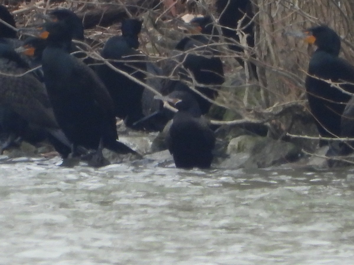 Cormorán Biguá - ML616547558