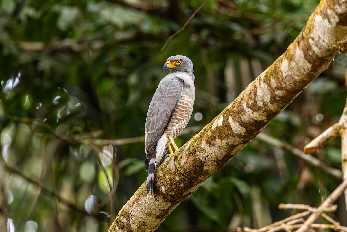 Roadside Hawk - ML616547604