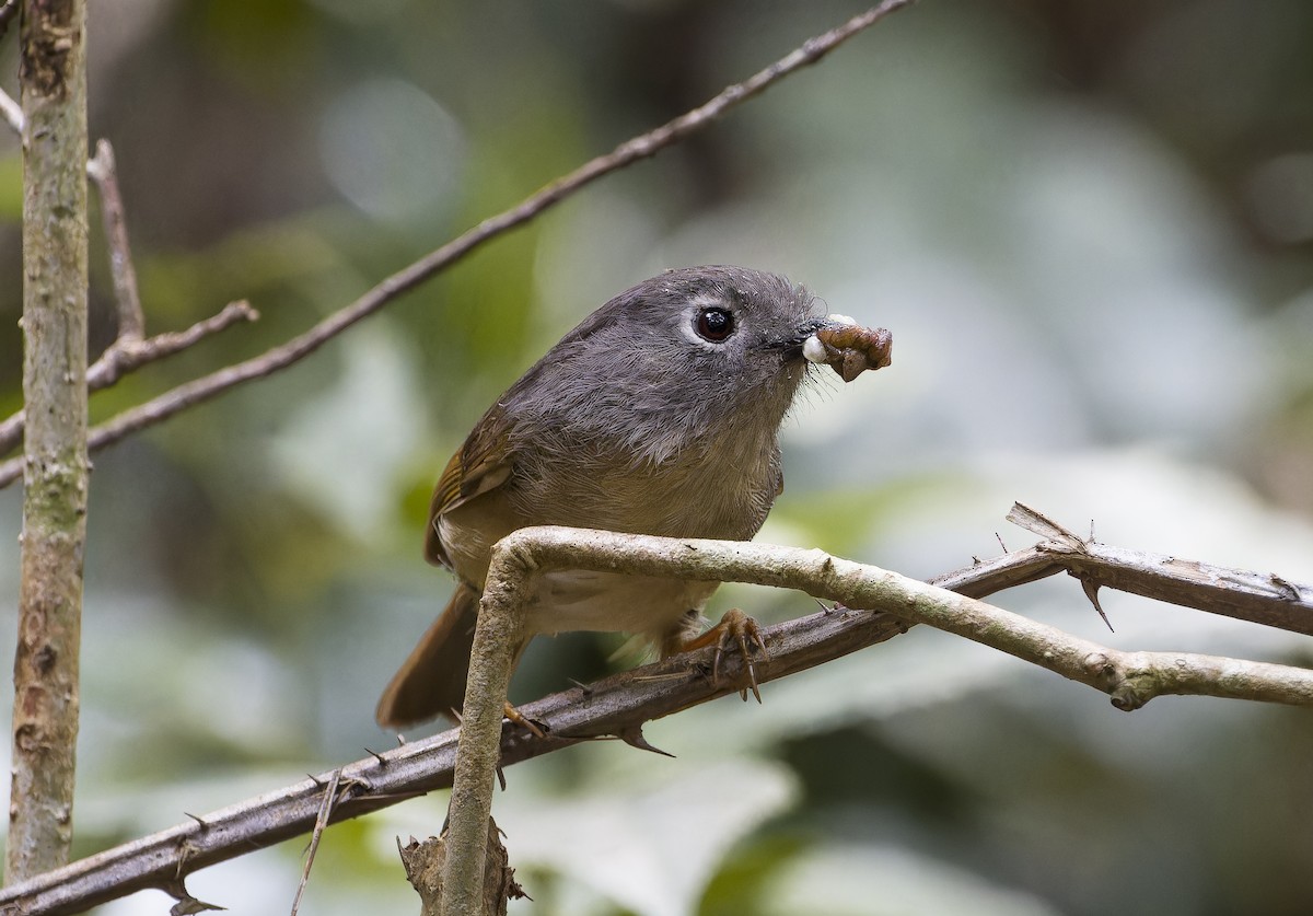 Huet's Fulvetta - ML616547610