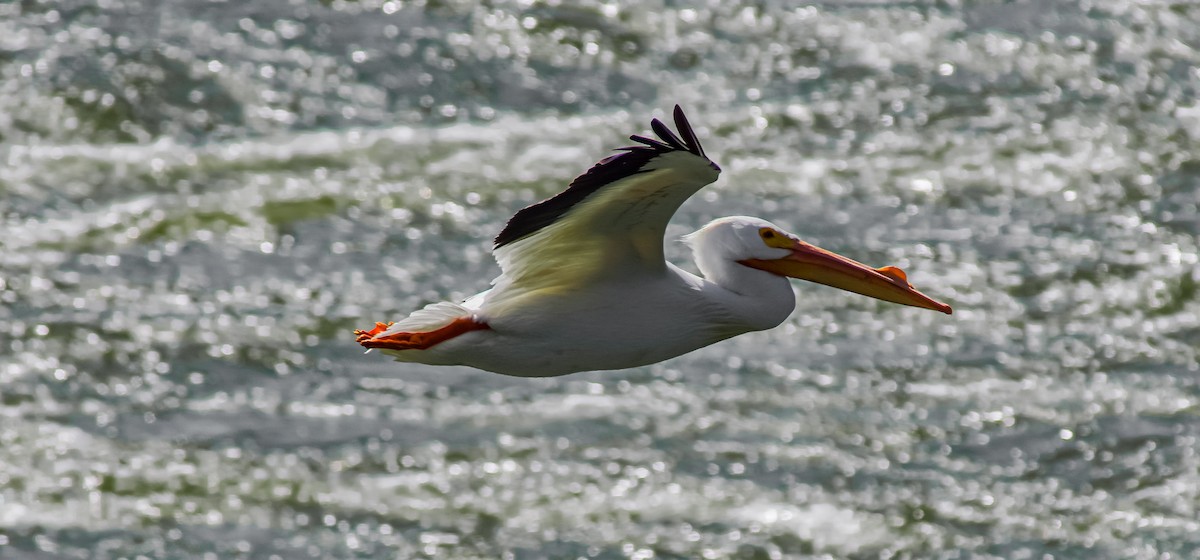 pelikán severoamerický - ML616547632