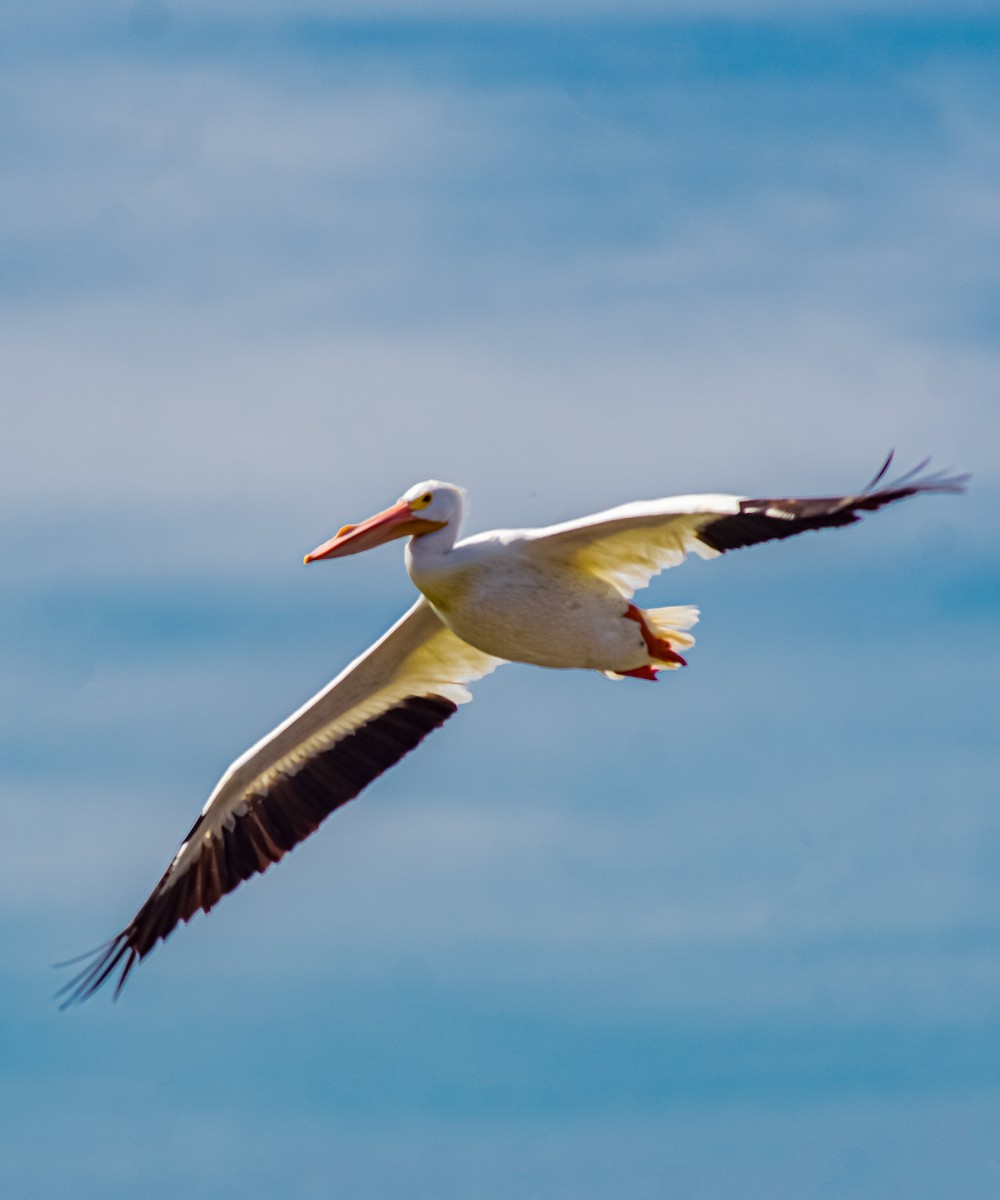 pelikán severoamerický - ML616547633