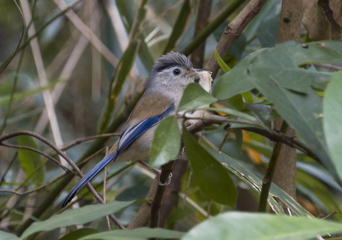 Blue-winged Minla - Matthieu Chotard