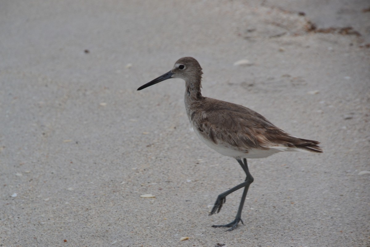 Willet - ML616547741