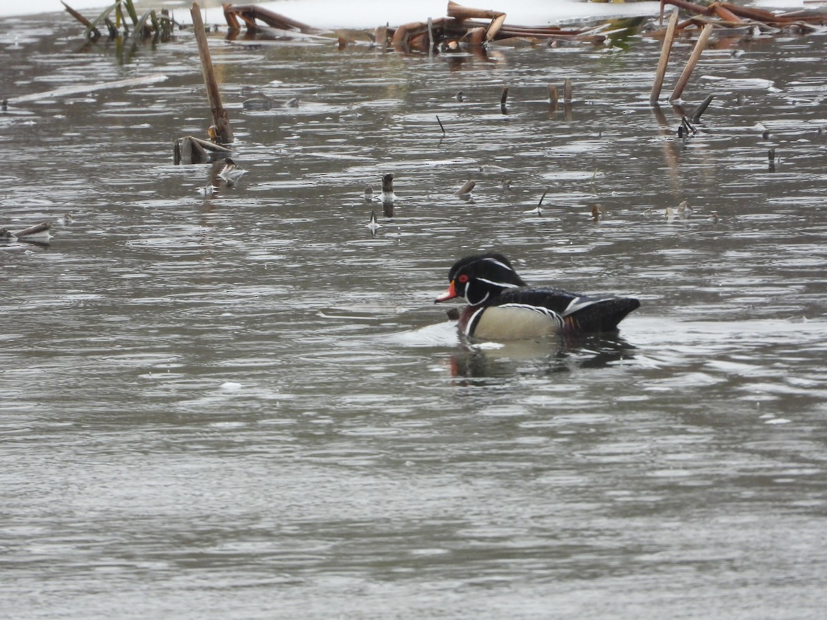 Wood Duck - ML616547783