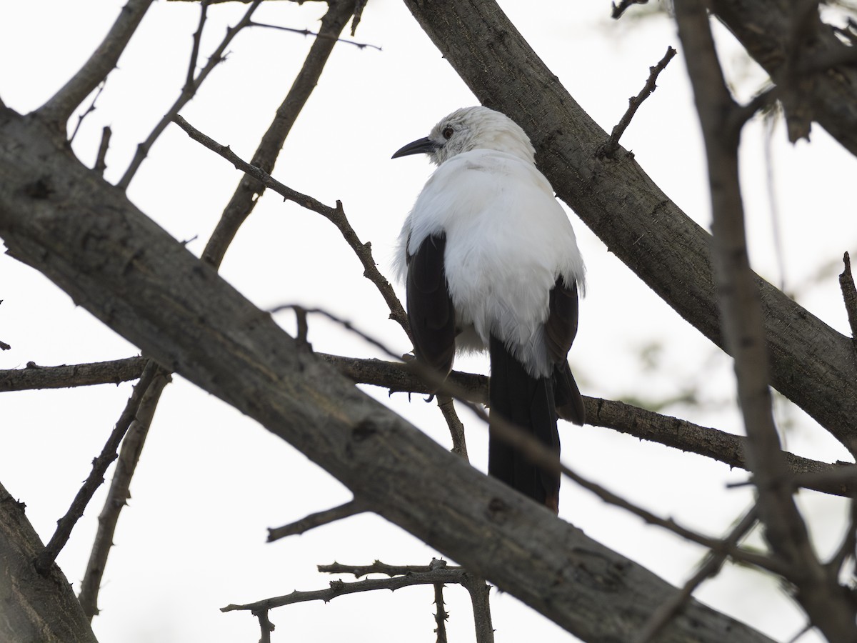 Southern Pied-Babbler - ML616547793