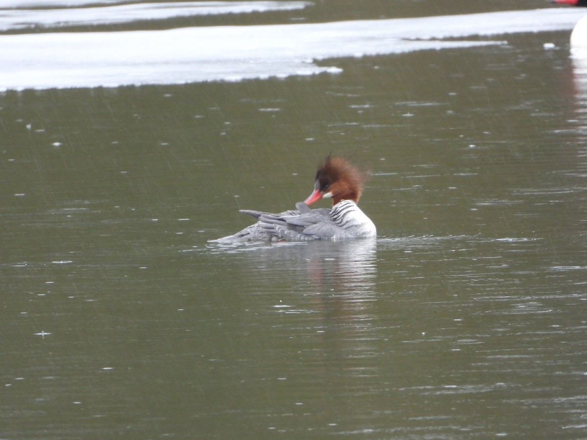 Common Merganser - Marc Roy