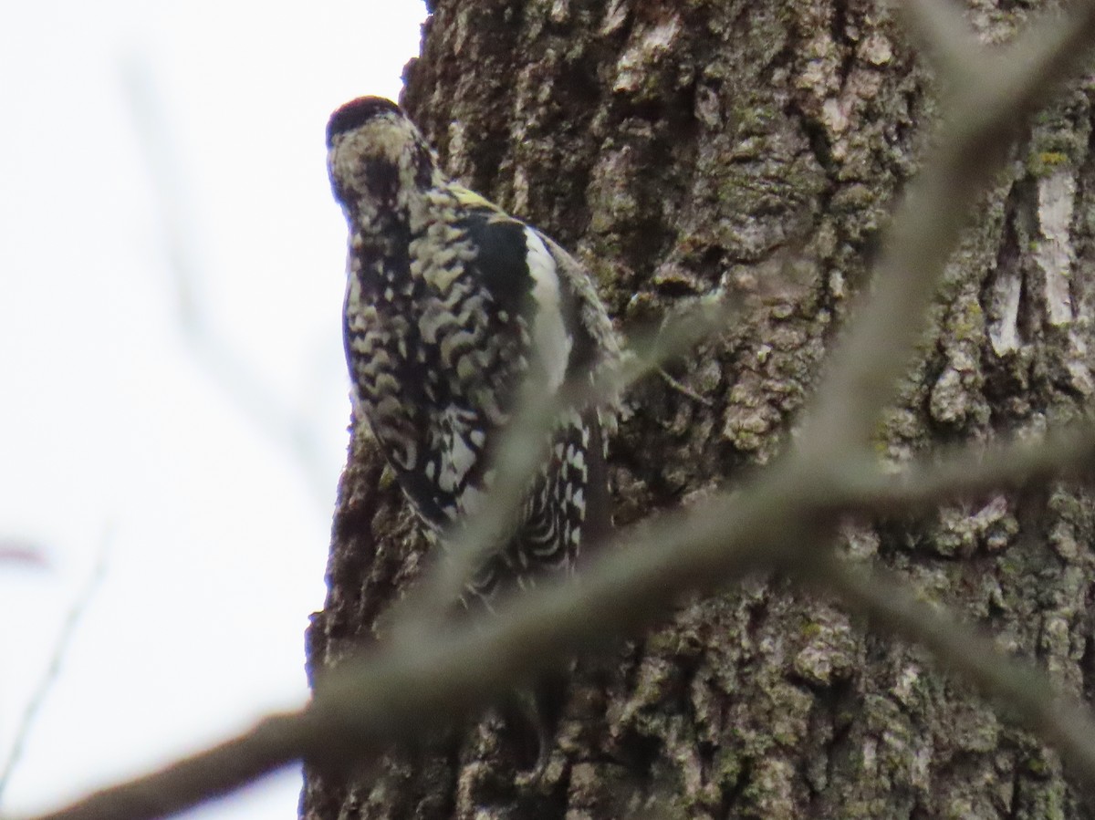 Yellow-bellied Sapsucker - ML616547853