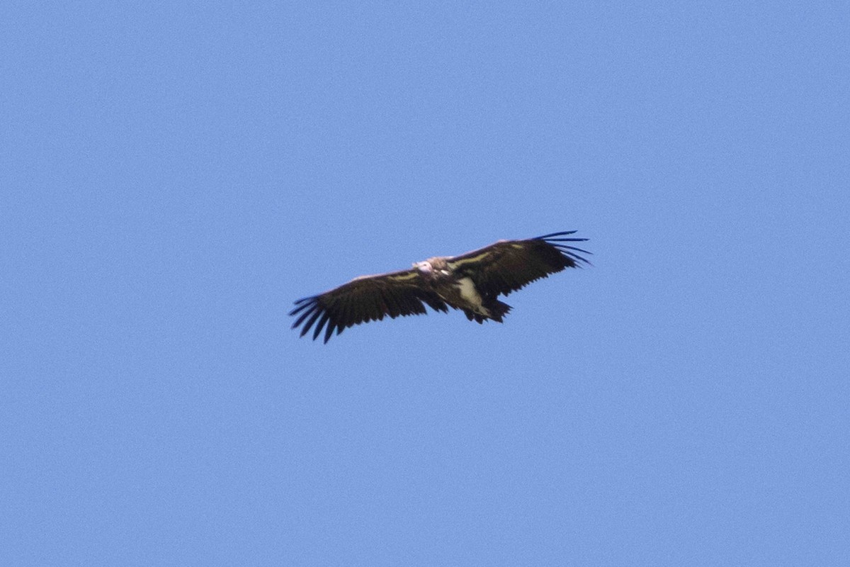 Lappet-faced Vulture - ML616547962