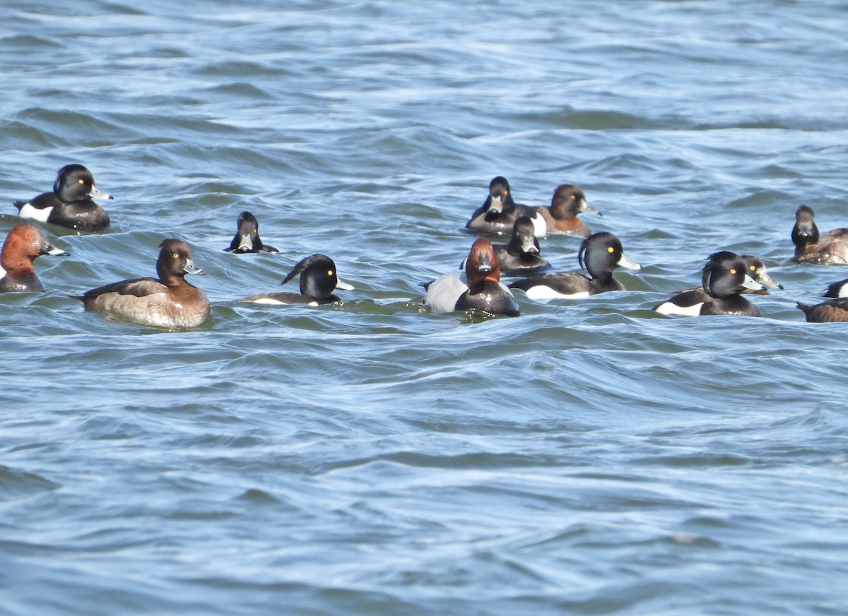 Tufted Duck - ML616547986