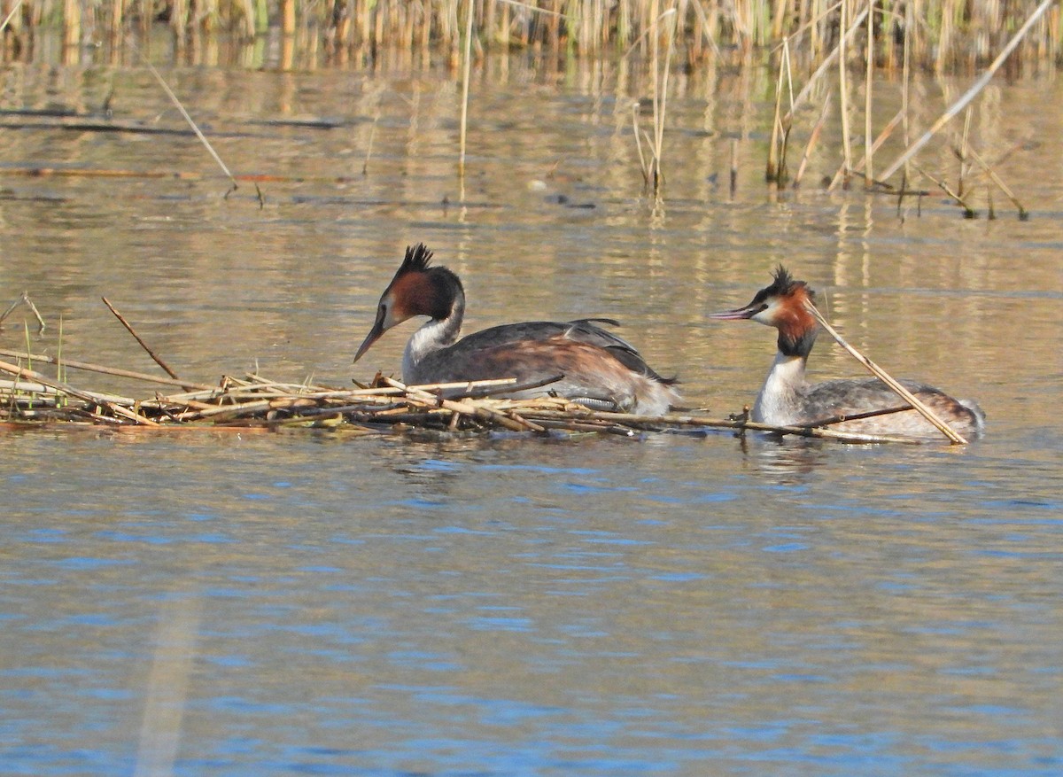 Great Crested Grebe - ML616547991