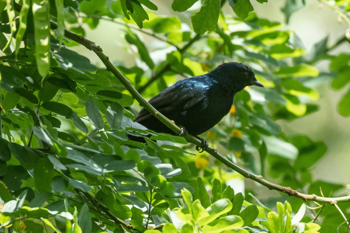 Purple-throated Cuckooshrike - Nancy Larrabee