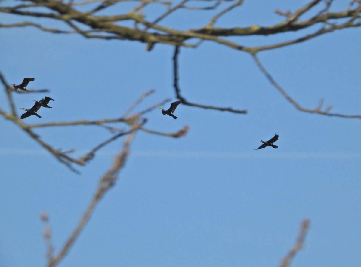 Great Cormorant - ML616548053