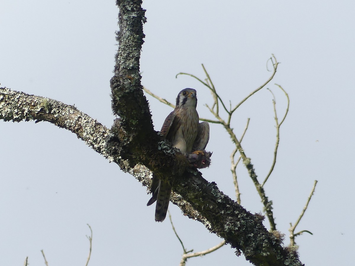 American Kestrel - ML616548067