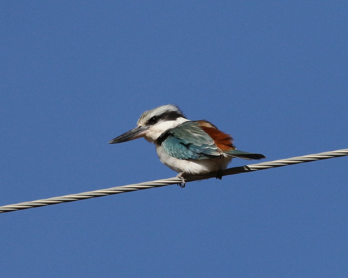 Red-backed Kingfisher - David Ongley