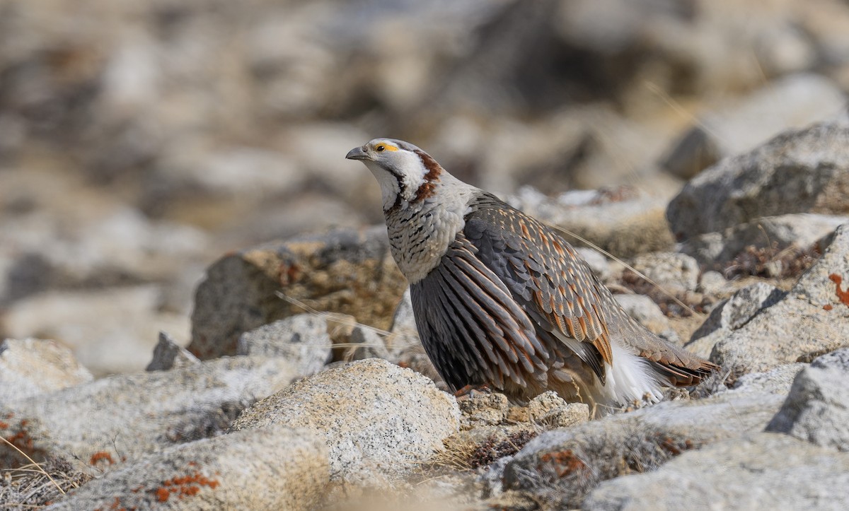 Himalayan Snowcock - ML616548112