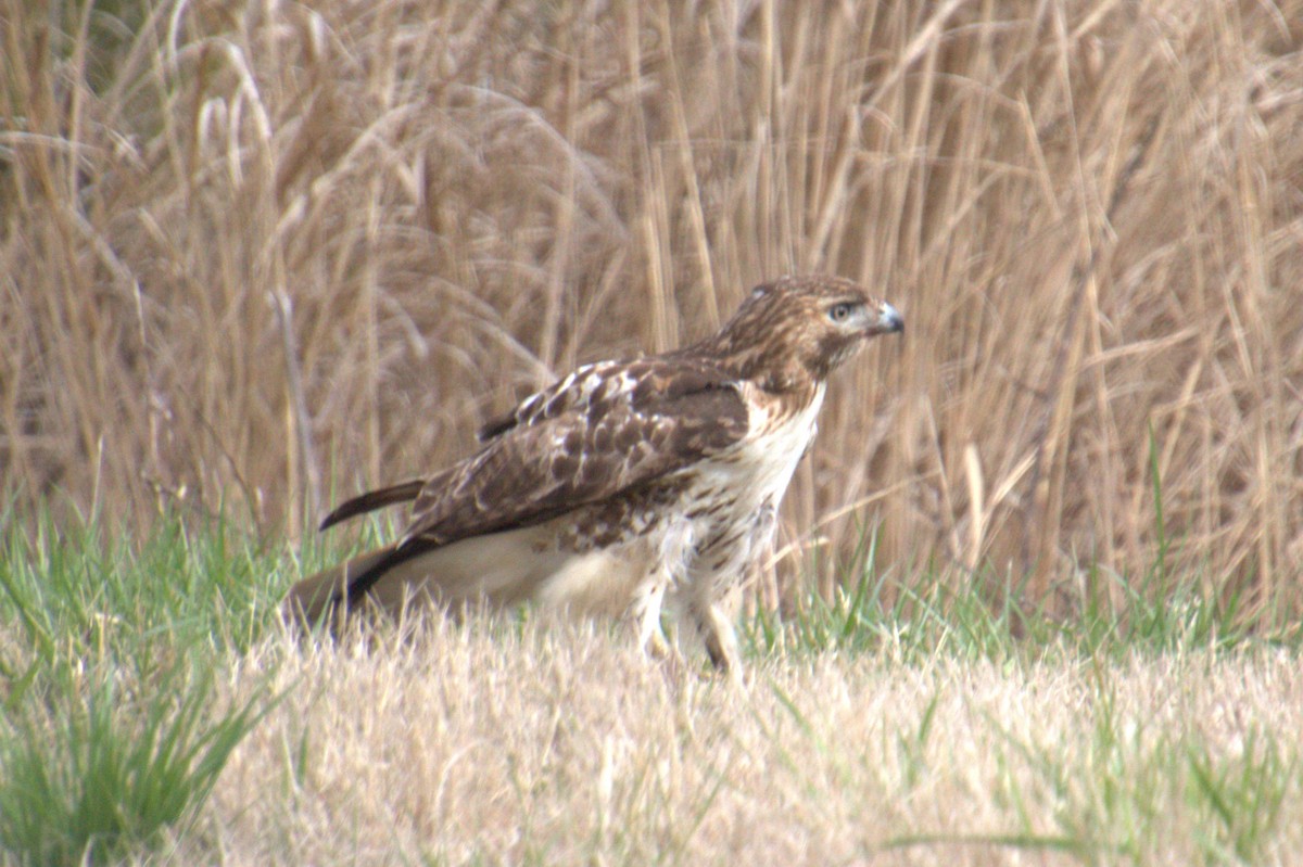 Red-tailed Hawk - Mike Holthaus