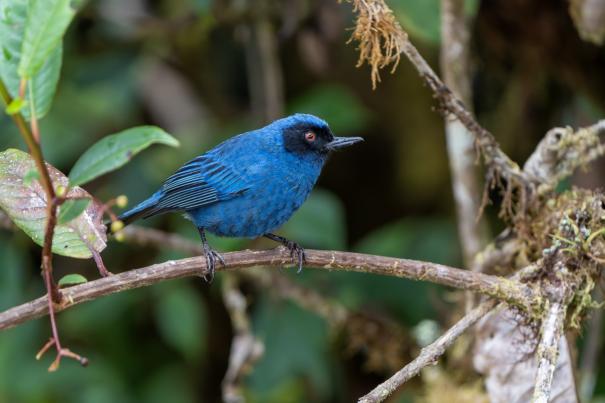 Masked Flowerpiercer - Daniel López-Velasco | Ornis Birding Expeditions