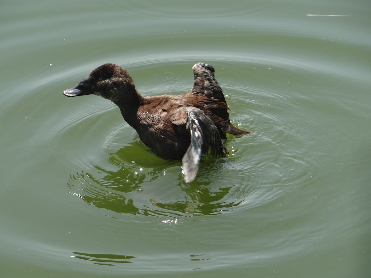 White-headed Duck - Miguel Angel Benedicto