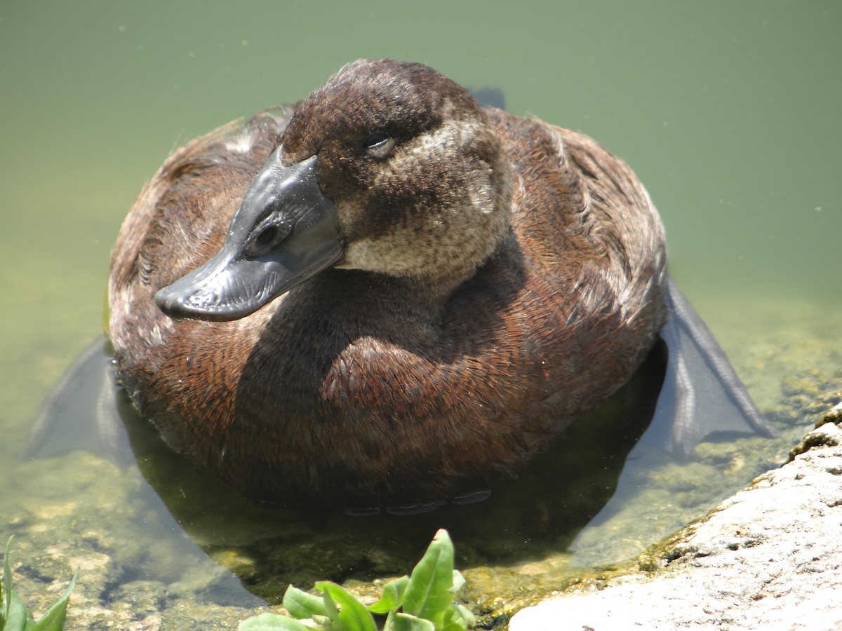 White-headed Duck - ML616548214