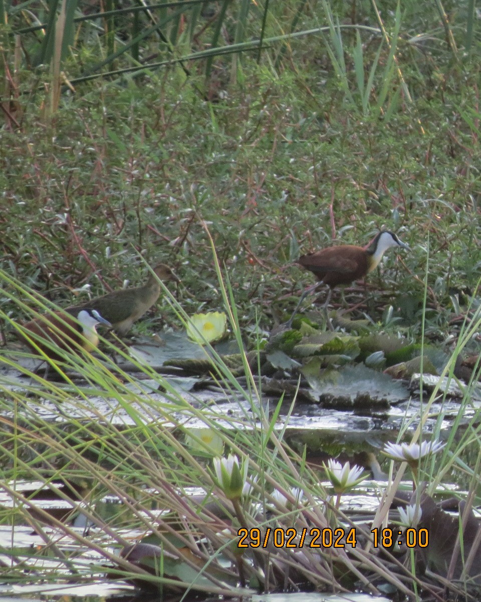 Jacana à poitrine dorée - ML616548233