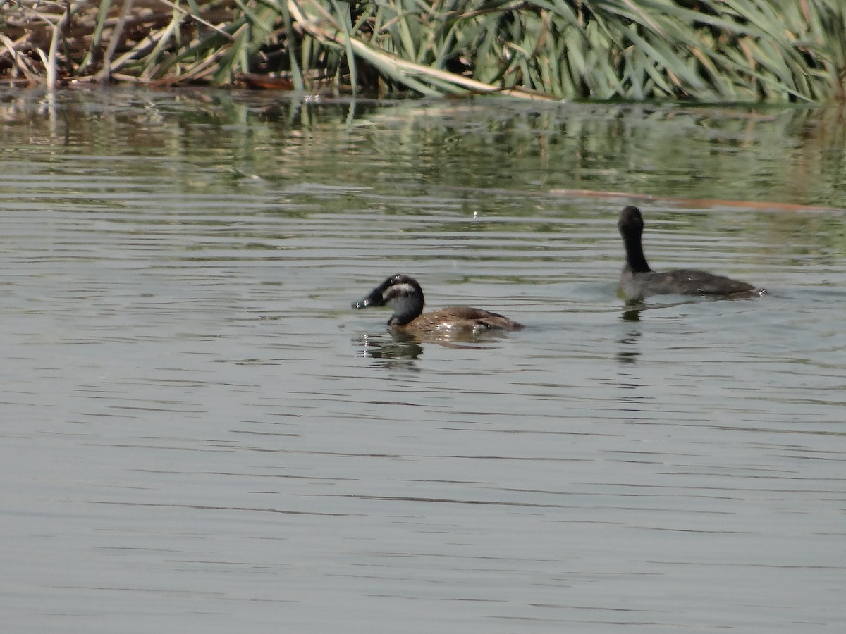 White-headed Duck - ML616548241