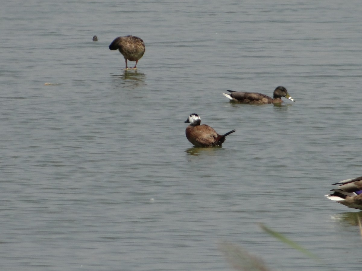 White-headed Duck - ML616548252