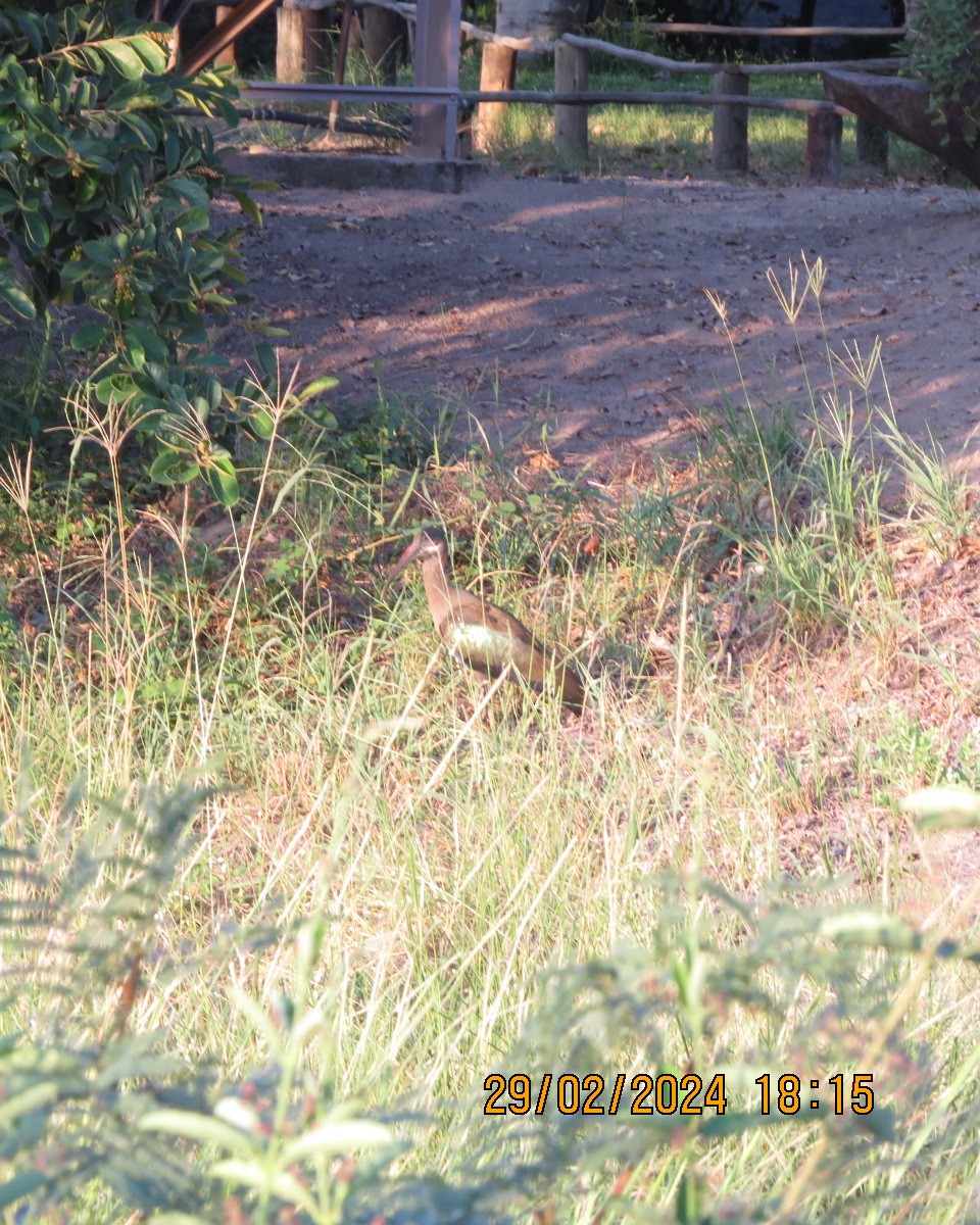 Hadada Ibis - ML616548253