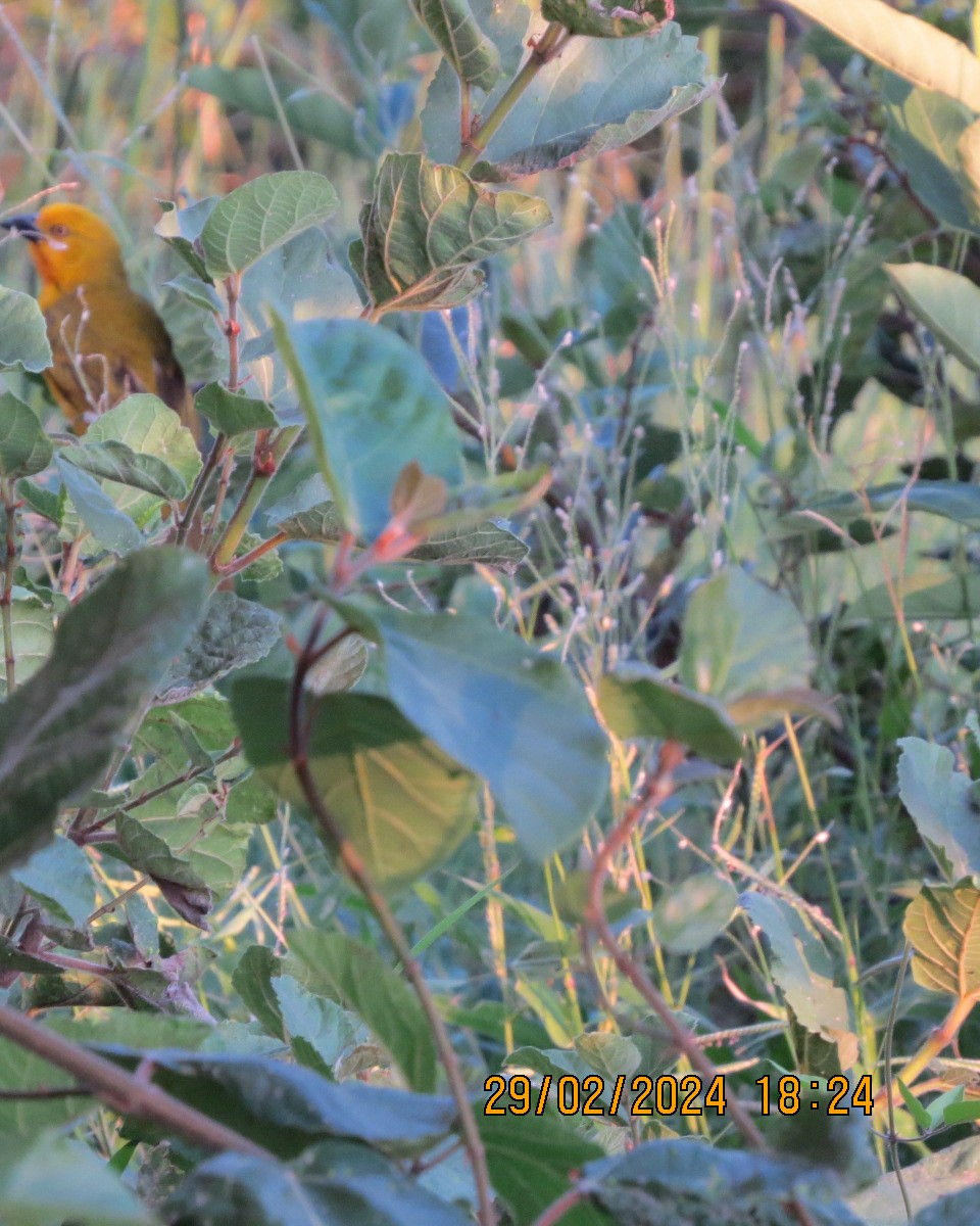 Holub's Golden-Weaver - ML616548259