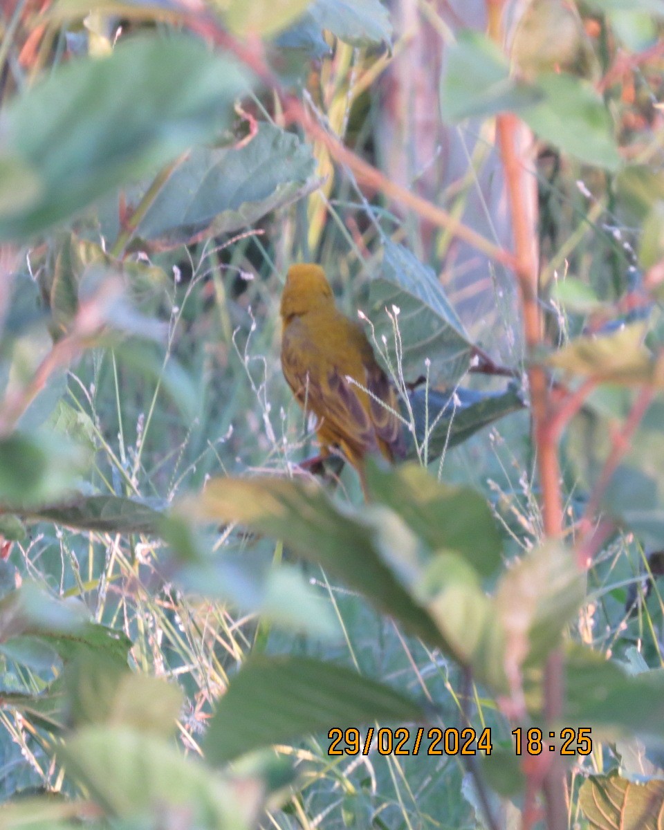 Holub's Golden-Weaver - ML616548260