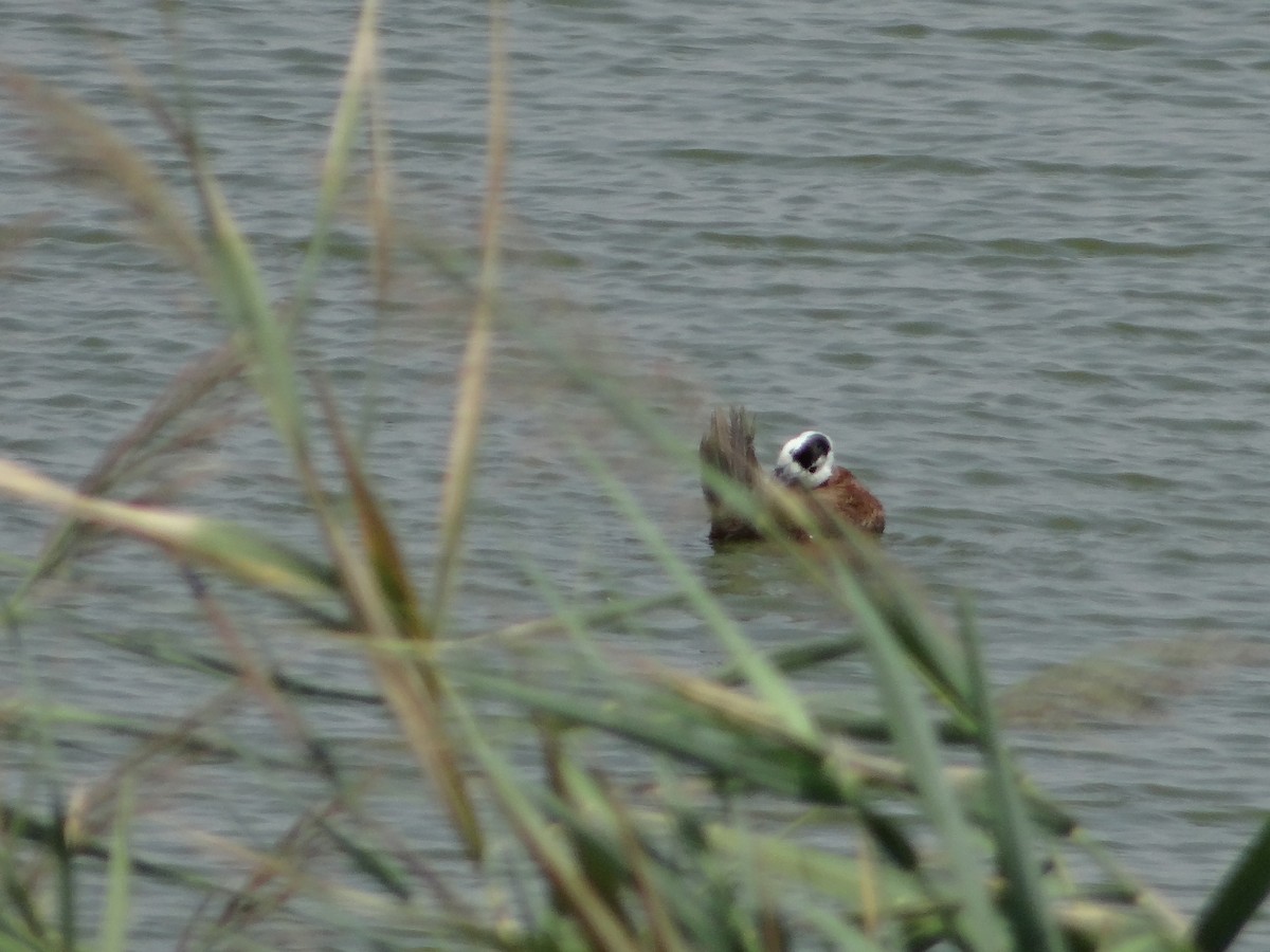 White-headed Duck - ML616548261