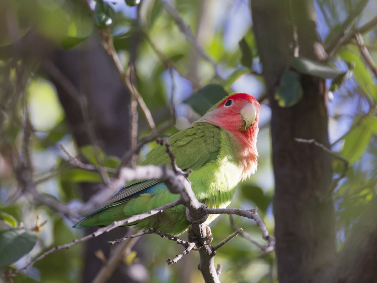 Rosy-faced Lovebird - ML616548279