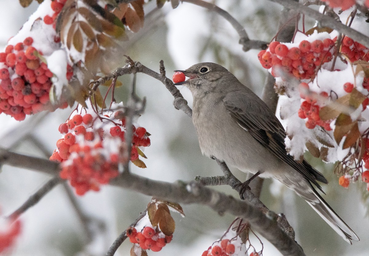 Townsend's Solitaire - ML616548290