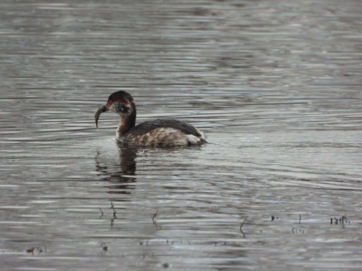 Horned Grebe - ML616548353