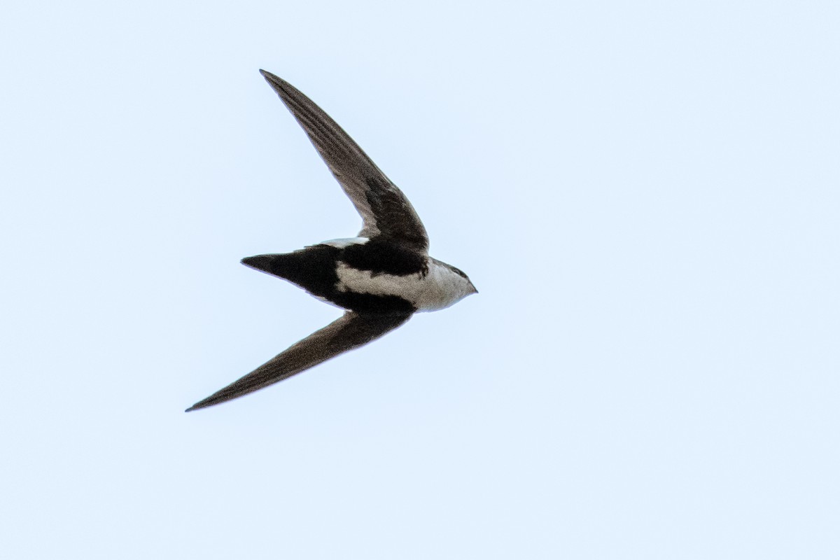 White-throated Swift - Jeff Bleam