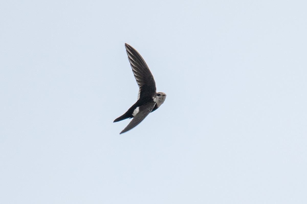 White-throated Swift - ML616548366