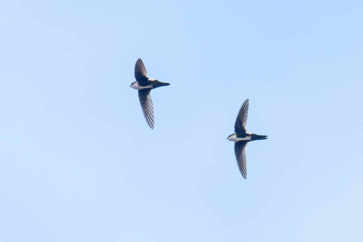 White-throated Swift - ML616548367