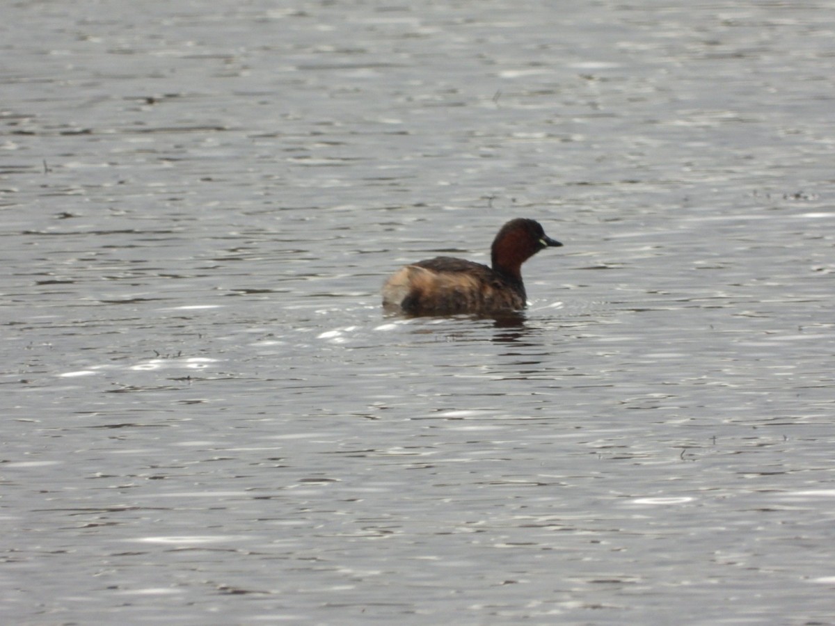 Little Grebe - ML616548371