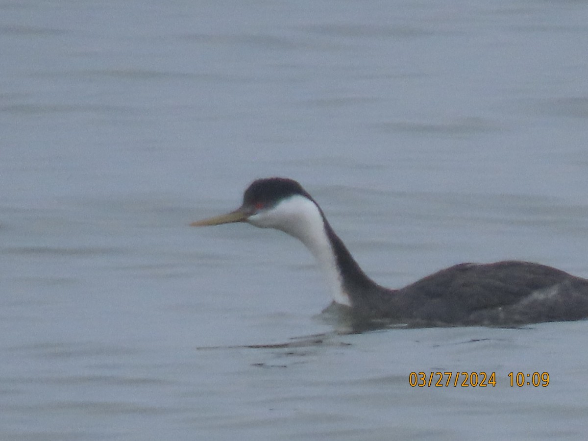 Western Grebe - ML616548388