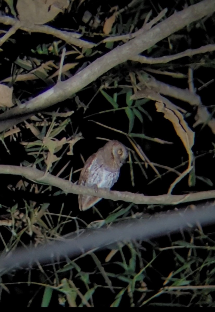 Oriental Scops-Owl - ML616548390