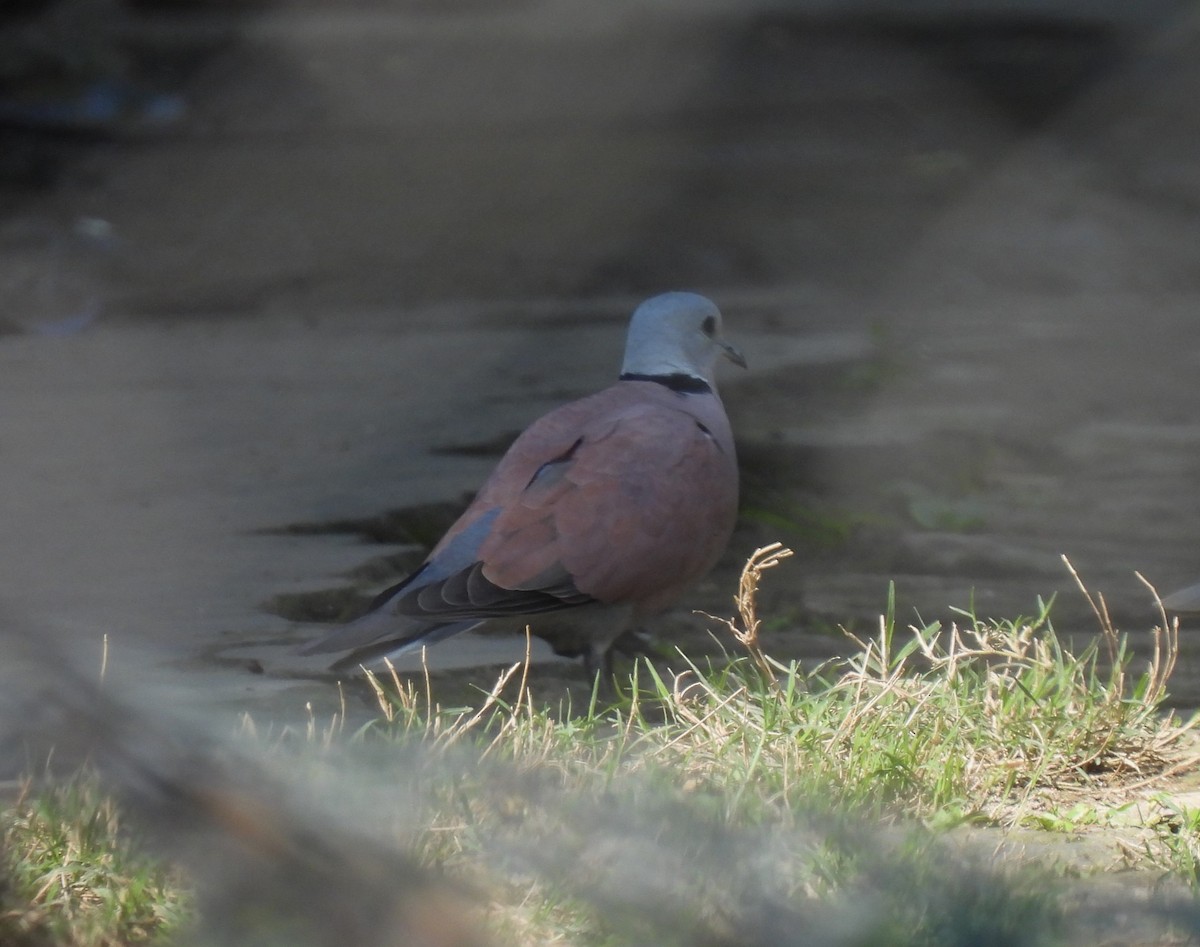 Red Collared-Dove - ML616548440